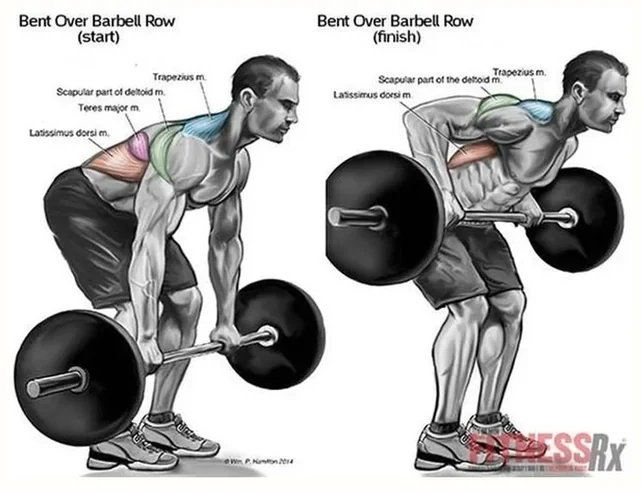 Barbell bent-over row