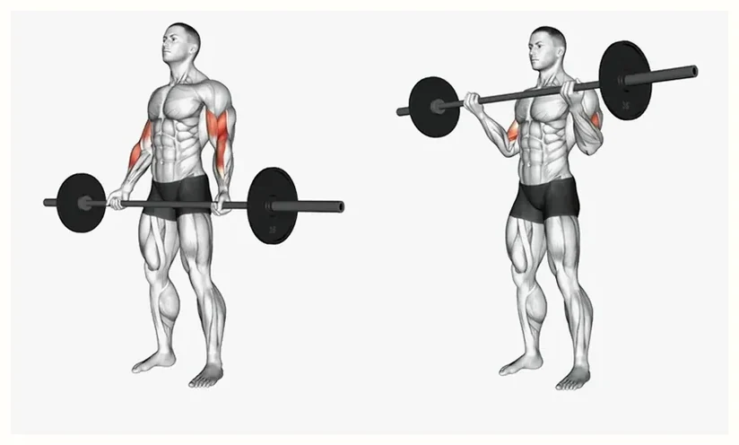 Barbell curl exercise
