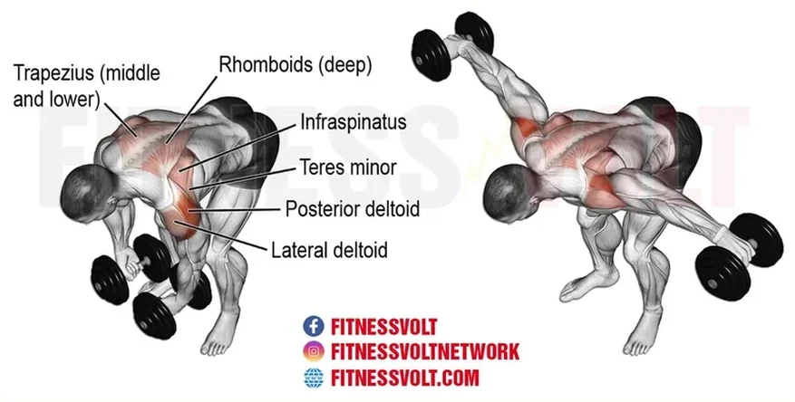 Dumbbell bent-over lateral raise