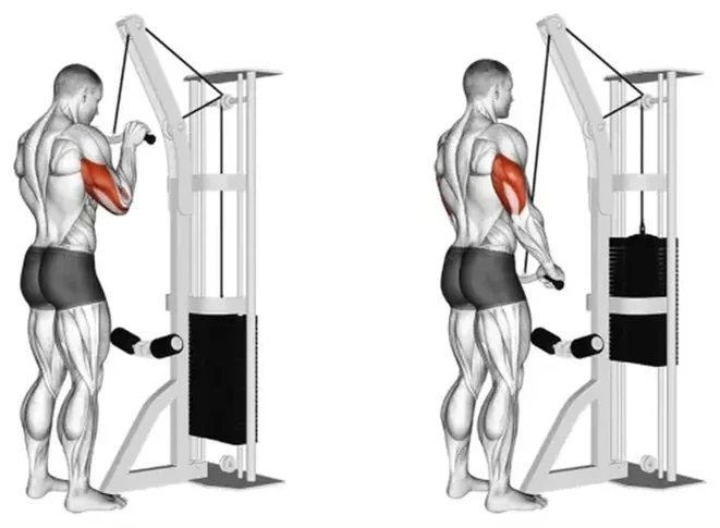 Cable triceps pushdown